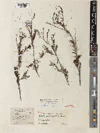 Acacia erythrophloea image