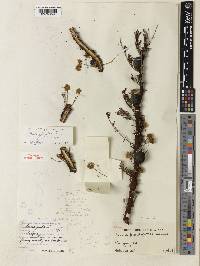 Acacia erythrophloea image