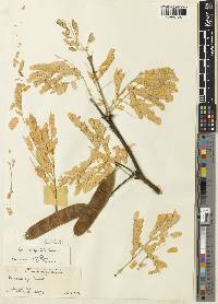 Acacia condyloclada image