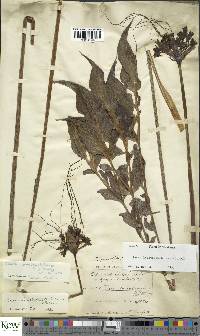 Tacca leontopetaloides image