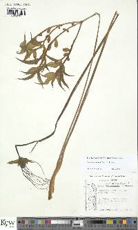Tacca leontopetaloides image