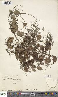 Dioscorea minutiflora image