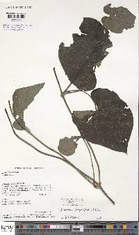 Dioscorea semperflorens image