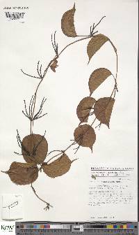 Dioscorea minutiflora image