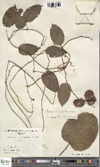 Dioscorea smilacifolia image
