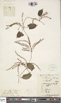 Dioscorea hirtiflora subsp. orientalis image
