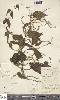 Dioscorea hirtiflora image