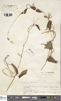 Dioscorea hirtiflora image