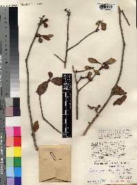 Commiphora oblongifolia image