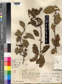 Commiphora ovalifolia image