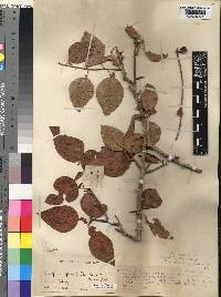 Commiphora ovalifolia image