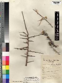 Commiphora africana var. glaucidula image