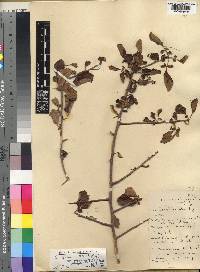 Commiphora africana var. oblongifoliolata image