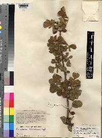 Commiphora edulis subsp. holosericea image