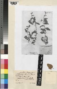 Solanum hastifolium image