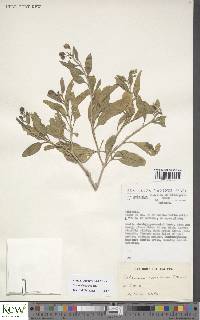 Solanum somalense image