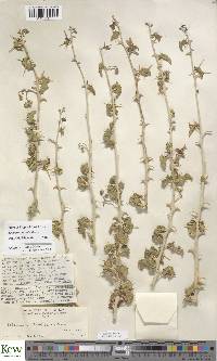 Solanum arundo image