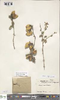 Solanum arundo image