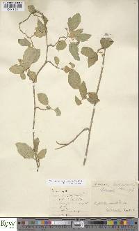 Solanum cyaneopurpureum image