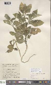 Solanum tarderemotum image