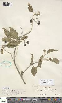 Solanum somalense image