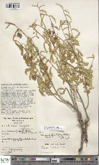Solanum taitense image