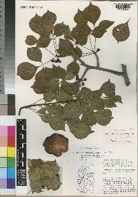 Commiphora samharensis image