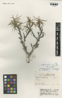 Xerophyta pinifolia image