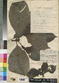 Psychotria mildbraedii image