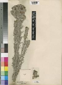 Sopubia lanata var. densiflora image