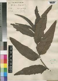 Jatropha neriifolia image