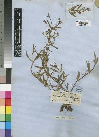 Aeollanthus abyssinicus image