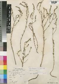Aeollanthus ambustus image