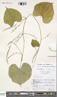 Dioscorea preussii subsp. hylophila image
