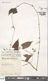 Dioscorea hirtiflora subsp. orientalis image