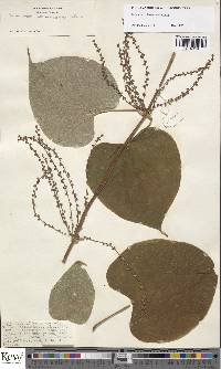 Dioscorea schimperiana image