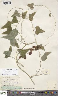 Dioscorea sylvatica image