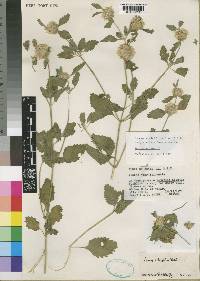 Leucas urticifolia image