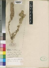 Leucas calostachys image