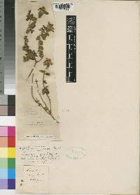 Leucas masaiensis var. venulosa image