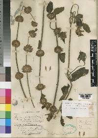 Leucas deflexa var. kondowensis image