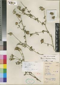 Leucas tsavoensis image