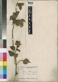 Leucas densiflora image