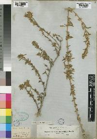 Leucas abyssinica image