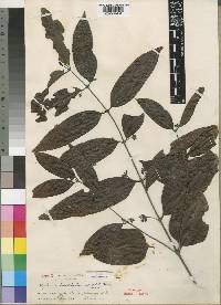 Polysphaeria lanceolata subsp. lanceolata image