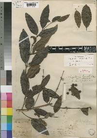 Polysphaeria lanceolata var. lanceolata image