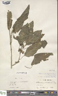 Solanum anomalum image