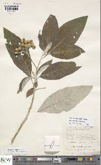 Solanum giganteum image