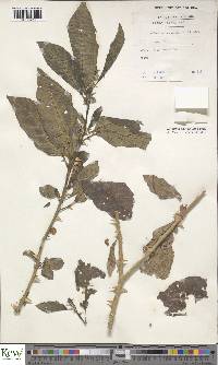 Solanum anomalum image