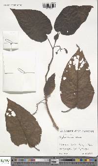 Solanum betaceum image